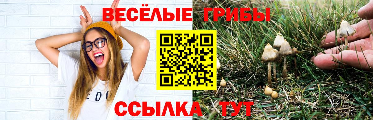 Псилоцибиновые грибы Cubensis  Белгород  Псилоцибиновые грибы Psilocybe 
